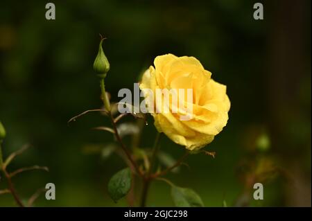 Pink rose with raindrops Stock Photo