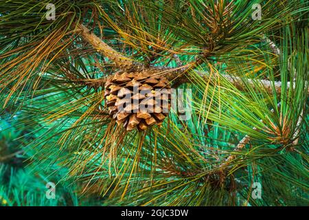 Torrey Pine cone (Pinus torreyana), Santa Rosa Island, Channel Islands National Park, California, USA. Stock Photo