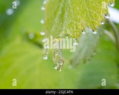 Guttation drops ('dew') on native grape leaves, Los Angeles, California Stock Photo
