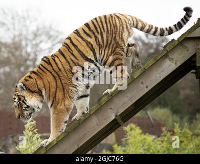 Tiger on the wooden board. Side view. Stock Photo