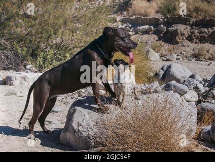 Pug puppy and American pit bull in the desert Stock Photo