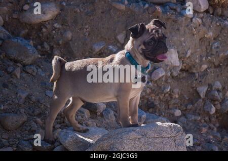 Pug puppy in the desert Stock Photo