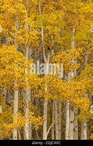 Stand of aspen tree trunks and golden leaves in autumn, Uncompahgre National Forest, Colorado Stock Photo