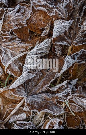Frost on fallen leaves, Uncompahgre National Forest, Colorado Stock Photo