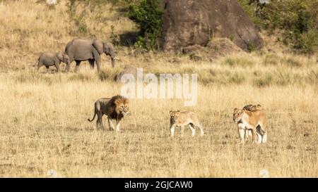 Pride of lions, panthera leo,, a male and three females, in the grasslands of the Masai Mara, Kenya. An elephant mother and calf can be seen walking p Stock Photo