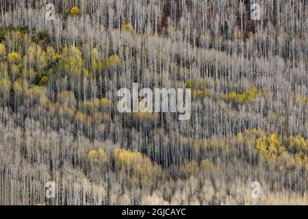 Pattern in aspen tree and tree trunks, Uncompahgre National Forest, Colorado Stock Photo