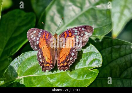 USA, Colorado, Fort Collins. Common lacewing butterfly close-up. Credit as: Fred Lord / Jaynes Gallery / DanitaDelimont. com Stock Photo