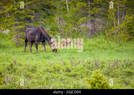 USA, Colorado, Cameron Pass. Cow moose and two calves in meadow. Credit as Fred Lord / Jaynes Gallery / DanitaDelimont.com Stock Photo
