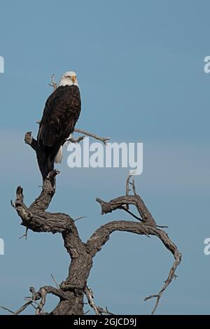 USA, Colorado, Bald Eagle, sitting, tree Stock Photo