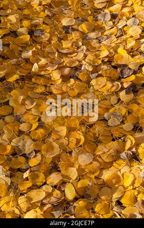 USA, Colorado, Gunnison National Forest, Early morning light on frosted leaves of quaking aspen (Populus tremuloides) on forest floor near Kebler Pass Stock Photo