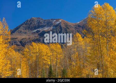 USA, Colorado, Gunnison National Forest; Autumn colored forest of quaking aspen beneath peaks of the Ruby Range. Stock Photo