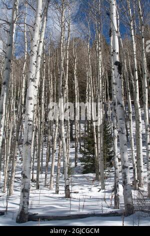Shot of aspen trees in winter after a snowfall. Stock Photo