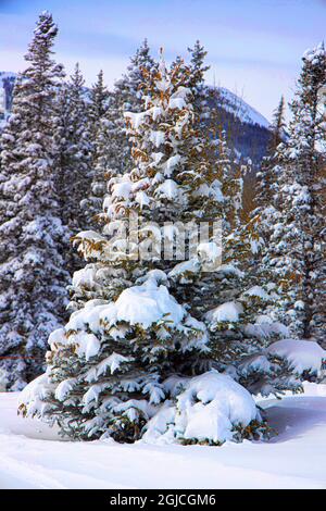 Red spruce trees were covered in snow after a heavy snowfall on Aspen Snowmass Ski Resort Stock Photo