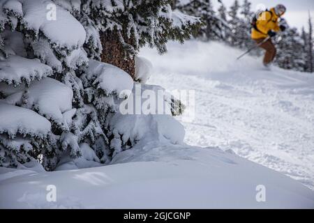Skier amongst the snow covered trees in winter at Aspen Snowmass Ski Resort. Stock Photo