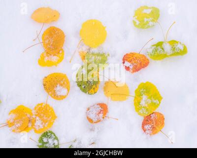 USA, Colorado, Keebler Pass with fallen aspen leaves on fresh snow fall Stock Photo