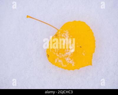 USA, Colorado, Keebler Pass with fallen aspen leaves on fresh snow fall Stock Photo