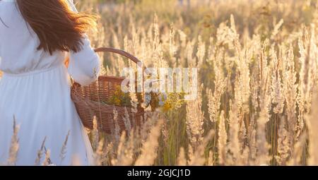 Woman picking natural flowers of herbs in a basket. Banner, copy space for text. Stock Photo