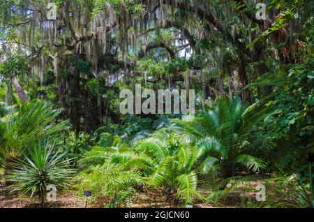 USA, Florida. Tropical garden with palm trees and living oak covered in Spanish moss. Stock Photo
