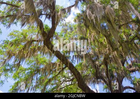 USA, Florida. Live oak tree canopy. Stock Photo