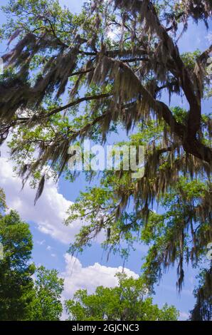 USA, Florida. Live oak tree canopy. Stock Photo