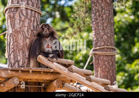 Gelada Baboon (Theropithecus Gelada) sitting on a platform in the shade of a tree, monkey portrait Stock Photo