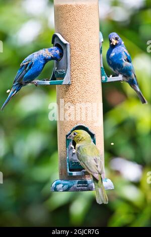 USA, Florida, Immokalee, Midney Home, Indigo Bunting and female Painted Bunting on millet feeder Stock Photo
