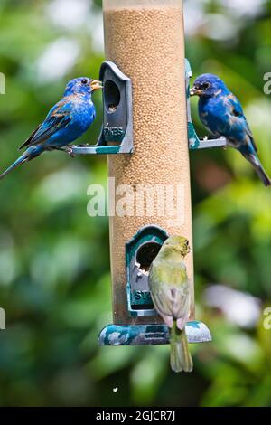 USA, Florida, Immokalee, Midney Home, Indigo Bunting and female Painted Bunting on millet feeder Stock Photo