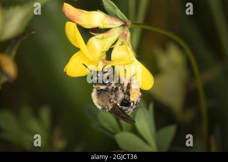 Long-horned bee (Eucera longicornis), on Bird's-foot Trefoil (Lotus corniculatus) Foto: Ola Jennersten / TT / kod 2754  Stock Photo