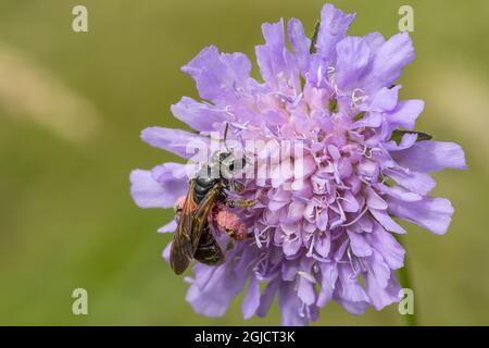 Large Scabious Mining Bee (Andrena hattorfiana) pollinating a Field Scabious,(Knautia arvensis) Foto: Ola Jennersten / TT / kod 2754 Stock Photo