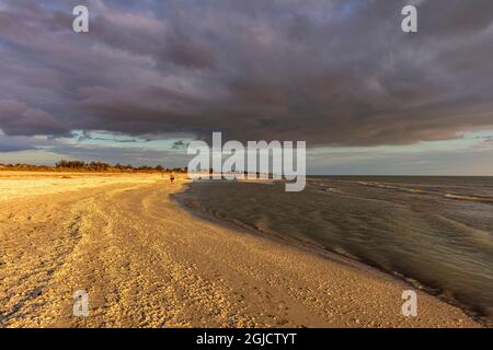 Seashells litter the sand at Bowman's Beach on Sanibel Island, Florida, USA. Stock Photo