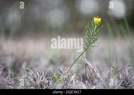 Goldilocks Aster (Crinitaria linosyris). alt (Galatella linosyris). Foto: Magnus Martinsson / TT / 2734 Stock Photo