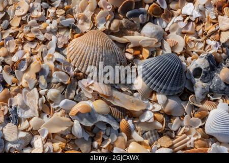 Seashells on the beach, Florida Stock Photo