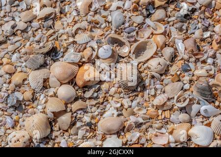 Seashells on the beach, Florida Stock Photo