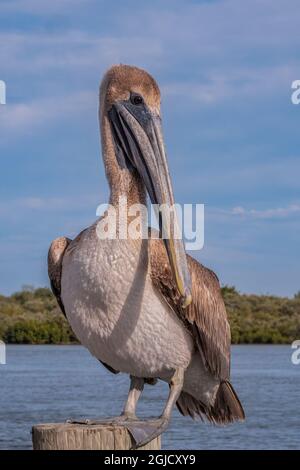 Juvenile Brown Pelican, Florida Stock Photo