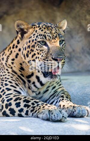 African, leopard in Zoo, USA. Stock Photo