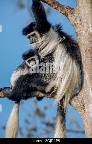 Female Colobus monkeys, native to west Africa, have strong maternal behavior. Stock Photo