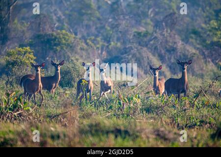 A gang of young male white-tailed deer. Stock Photo