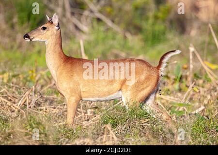 A young male white-tailed deer defecating. Stock Photo