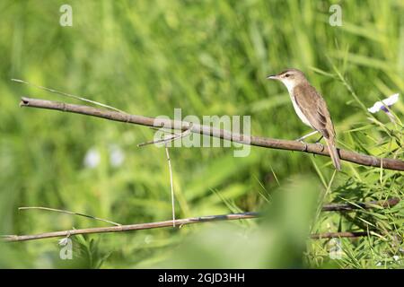 Oriental Reed Warbler, syn Oriental Reed-Warbler (Acrocephalus orientalis). Foto: Magnus Martinsson / TT / 2734 Stock Photo