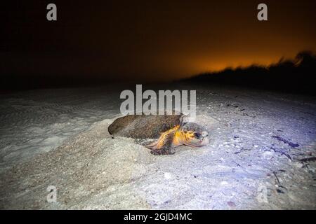A nesting loggerhead sea turtle on a Florida beach. Stock Photo