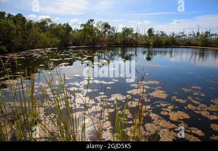 Overlook at Blue Hole pond on Big Pine Key in the Florida Keys. Stock Photo