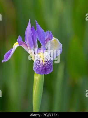 Southern blue flag iris, Iris virginica, Loxahatchee National Wildlife Refuge, Florida Stock Photo