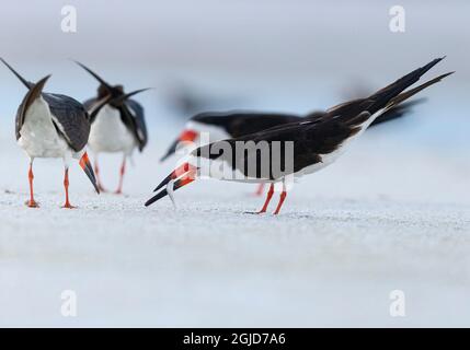 Lined-up like planes, Black Skimmer with fish, on the shoreline of the Gulf Coast of Florida Stock Photo