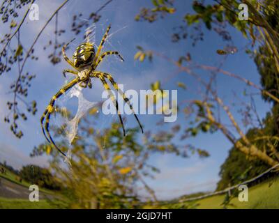 Black-and-yellow garden orbweaver spider in orb web, central Florida Stock Photo
