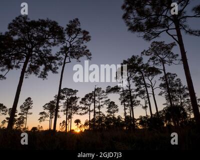 Pitch pine at sunset, J. W. Corbett Wildlife Area, Florida Stock Photo