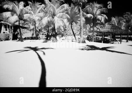 USA, Florida Keys. Infrared palm trees along the Florida Keys Stock Photo