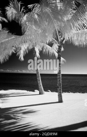 USA, Florida Keys. Infrared palm trees along the Florida Keys Stock Photo