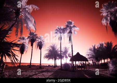 USA, Florida Keys. Infrared palm trees along the Florida Keys Stock Photo