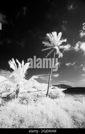 USA, Florida Keys. Infrared palm trees along the Florida Keys Stock Photo