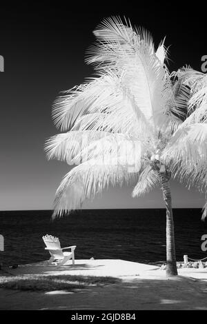 USA, Florida Keys. Infrared palm trees with lounge chairs along the Florida Keys Stock Photo